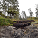 This is a shipwreck on Big Beach in Ucluelet, the identity of the ship is unknown, but it’s probably from the mid to late 1800s.